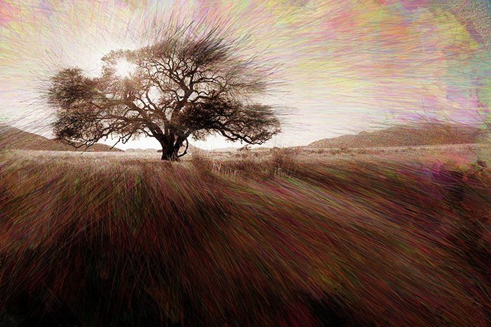 photoViva app draw on picture of a big tree